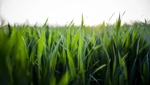 Herbe