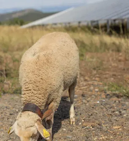 Brebis en écopaturage sur un site solaire