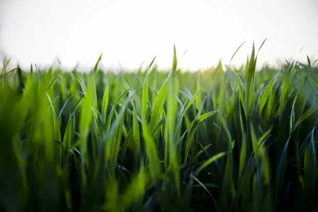 Herbe