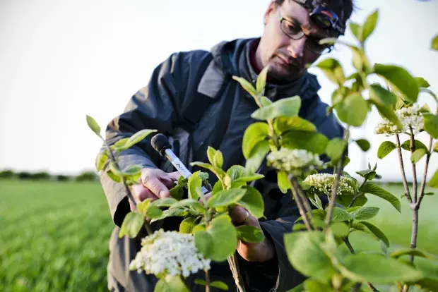 Un écologue analysant la flore