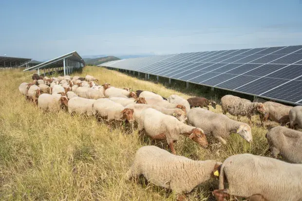 Moutons Grange du Causse