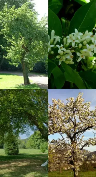 plants