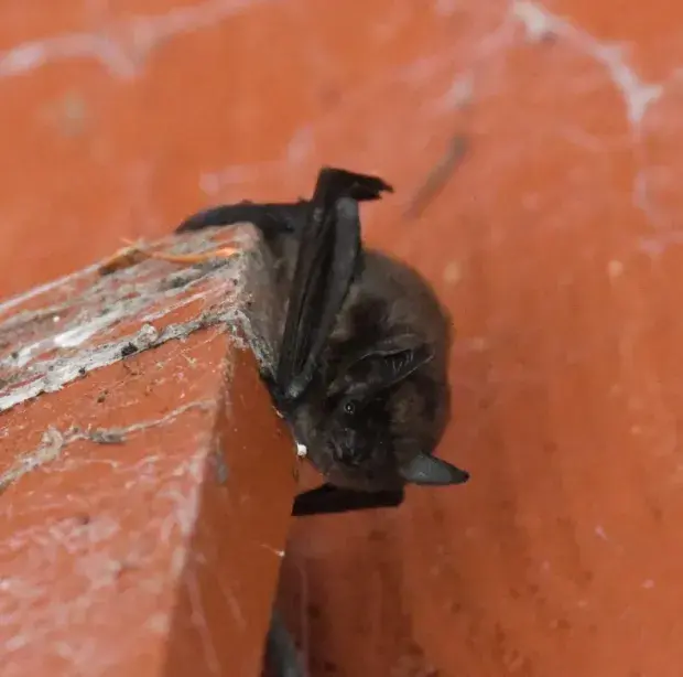 chauve-souris