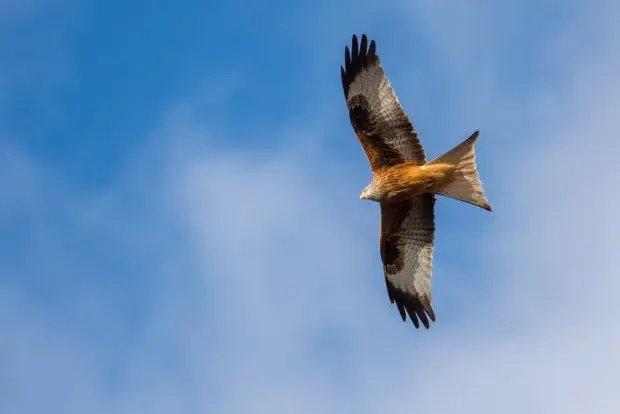 Le milan royal est un grand rapace diurne facile a reconnaitre grace a sa longue queue triangulaire