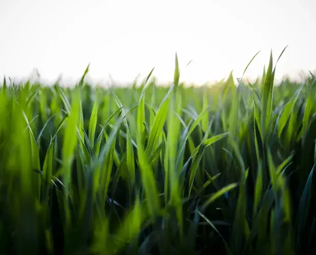 Herbe